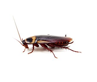 Main 135088199 American Cockroach