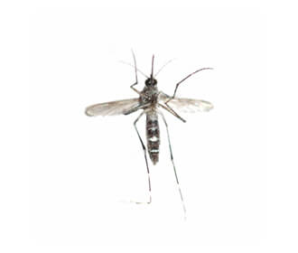 Main Aedes Mosquito