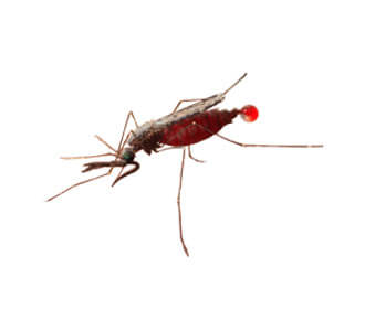 Main Anopheles Mosquito Anopheles Sp
