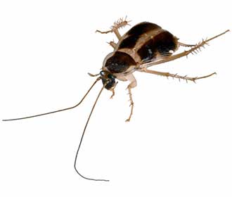 Main Brown Banded Cockroach Image
