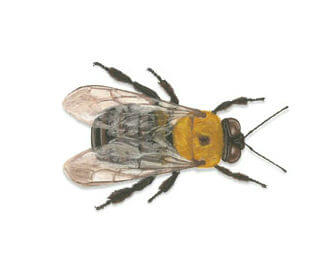 Main Carpenter Bee