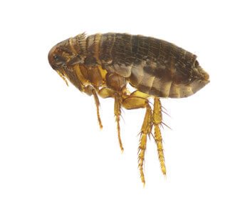Main Cat Flea Ctenocephalides Felis