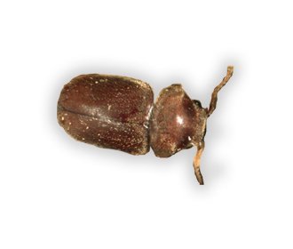 Main Cigarette Beetle Lasioderma Serricorne