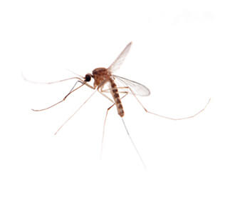 Main Culex Mosquito