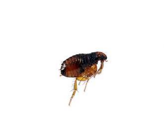 Main Dog Flea Ctenocephalides Carnis