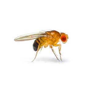 Main Fruit Fly