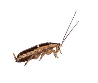 Main German Cockroach Blatella Germanica
