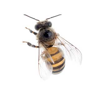 Main Honey Bee Image New