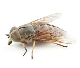 Main Horsefly (1)