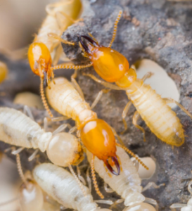 Main Img Background Termite Desktop