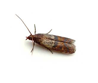 Main Indian Meal Moth
