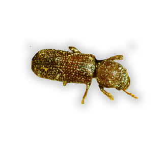 Main Lesser Grain Beetle Rhyzopertha Dominica