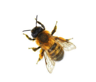 Main Mason Bee Osmia Sp