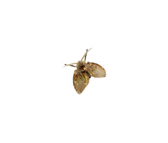 Main Moth Or Drain Fly