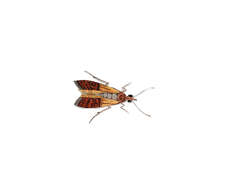 Main My Indian Meal Moth
