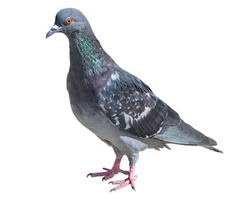 Main Pigeon Species Image