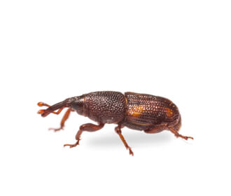 Main Rice Weevil Sitophilus Oryzae