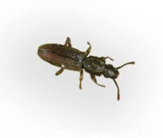 Main Sawtoothedgrainbeetle O Surinamensis (1)