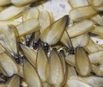 Các loài mối