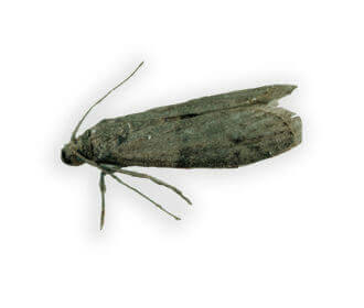 Main Tropical Warehouse Moth Ephestia Cautella