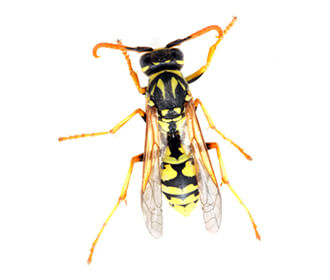 Main Vespula Germanica